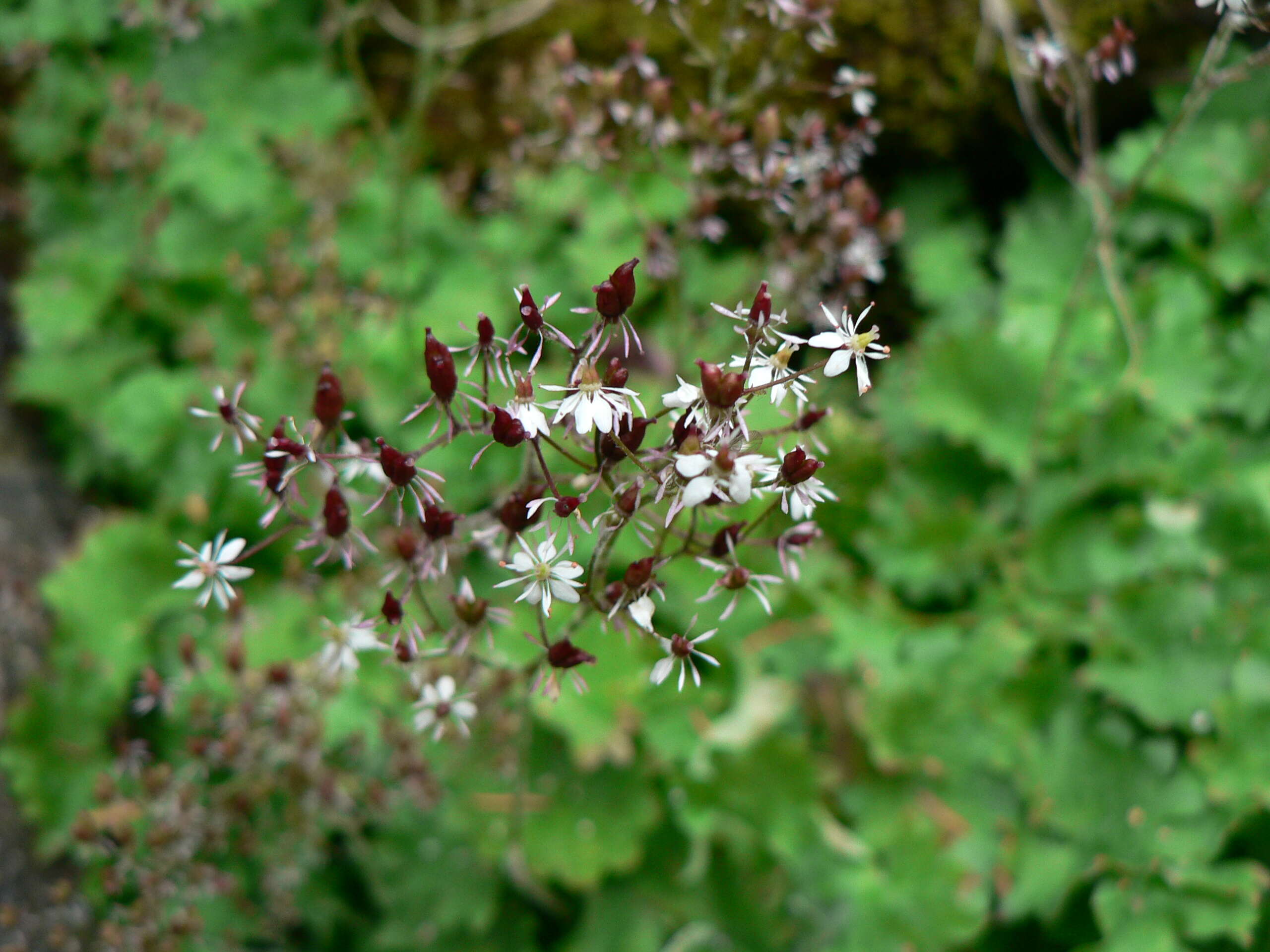 Sivun Micranthes odontoloma (Piper) A. A. Heller kuva