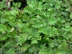 Image of Streambank Pseudosaxifrage