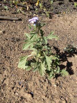 Image of southwestern mock vervain