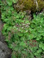 Image of Streambank Pseudosaxifrage