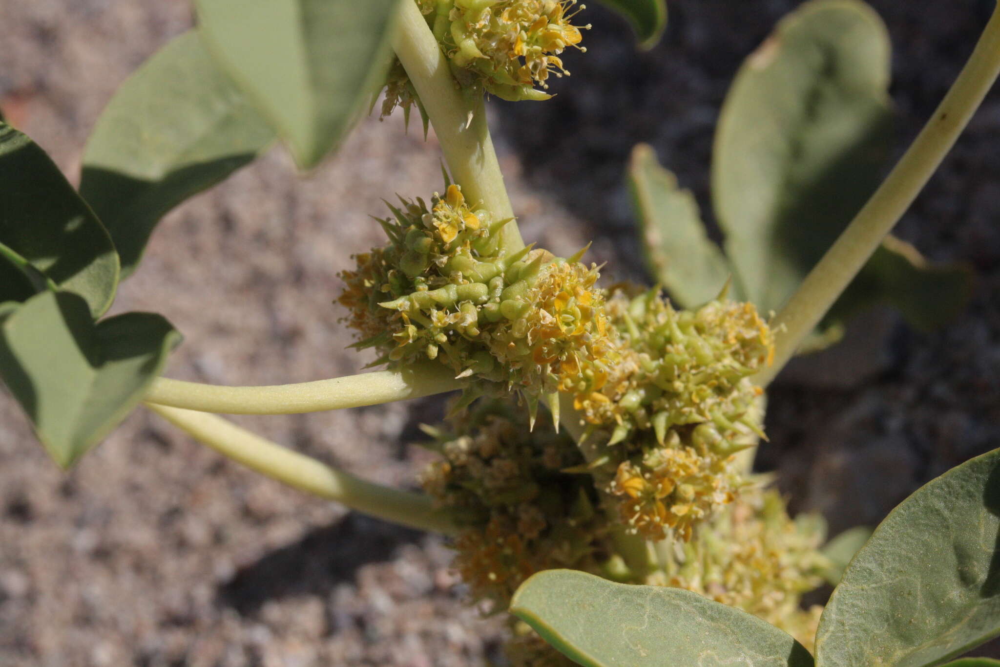 Image of spiny caper