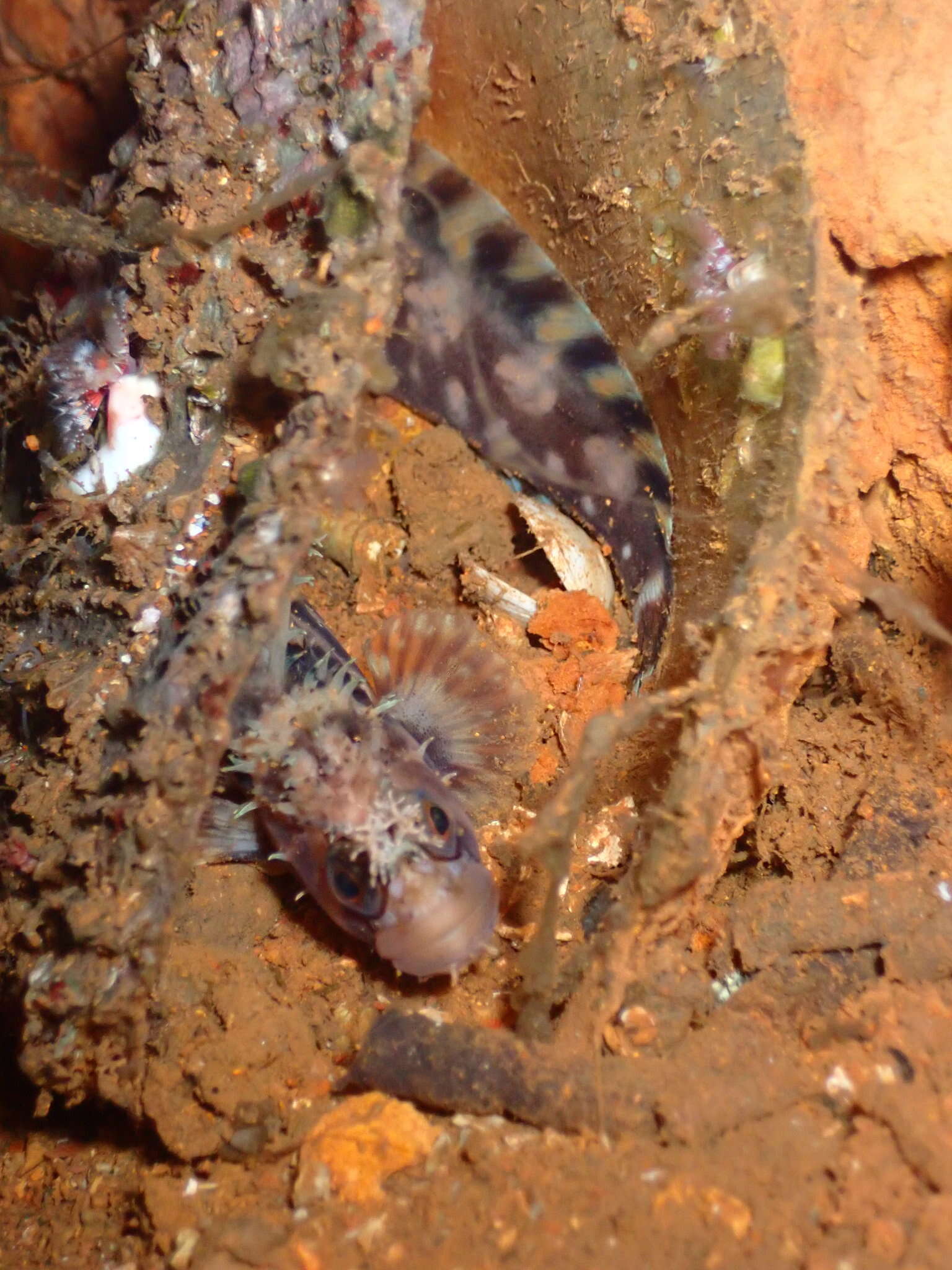 Image of Decorated Warbonnet