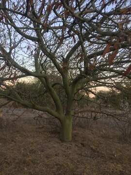 Image of Parkinsonia praecox (Ruiz & Pav.) Hawkins