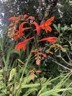 Image of Crocosmia mathewsiana (L. Bolus) Goldblatt ex M. P. de Vos