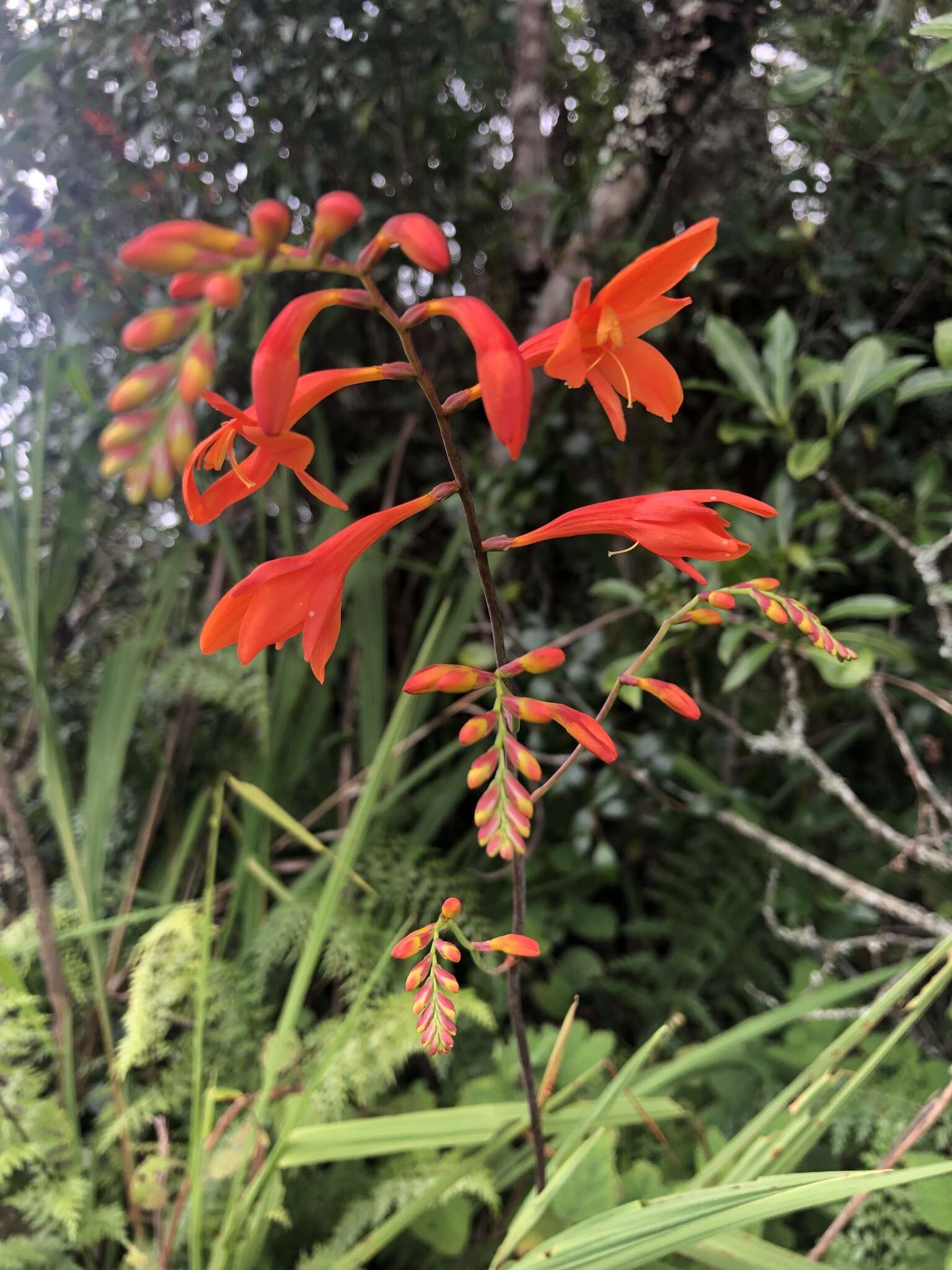 Image of Crocosmia mathewsiana (L. Bolus) Goldblatt ex M. P. de Vos