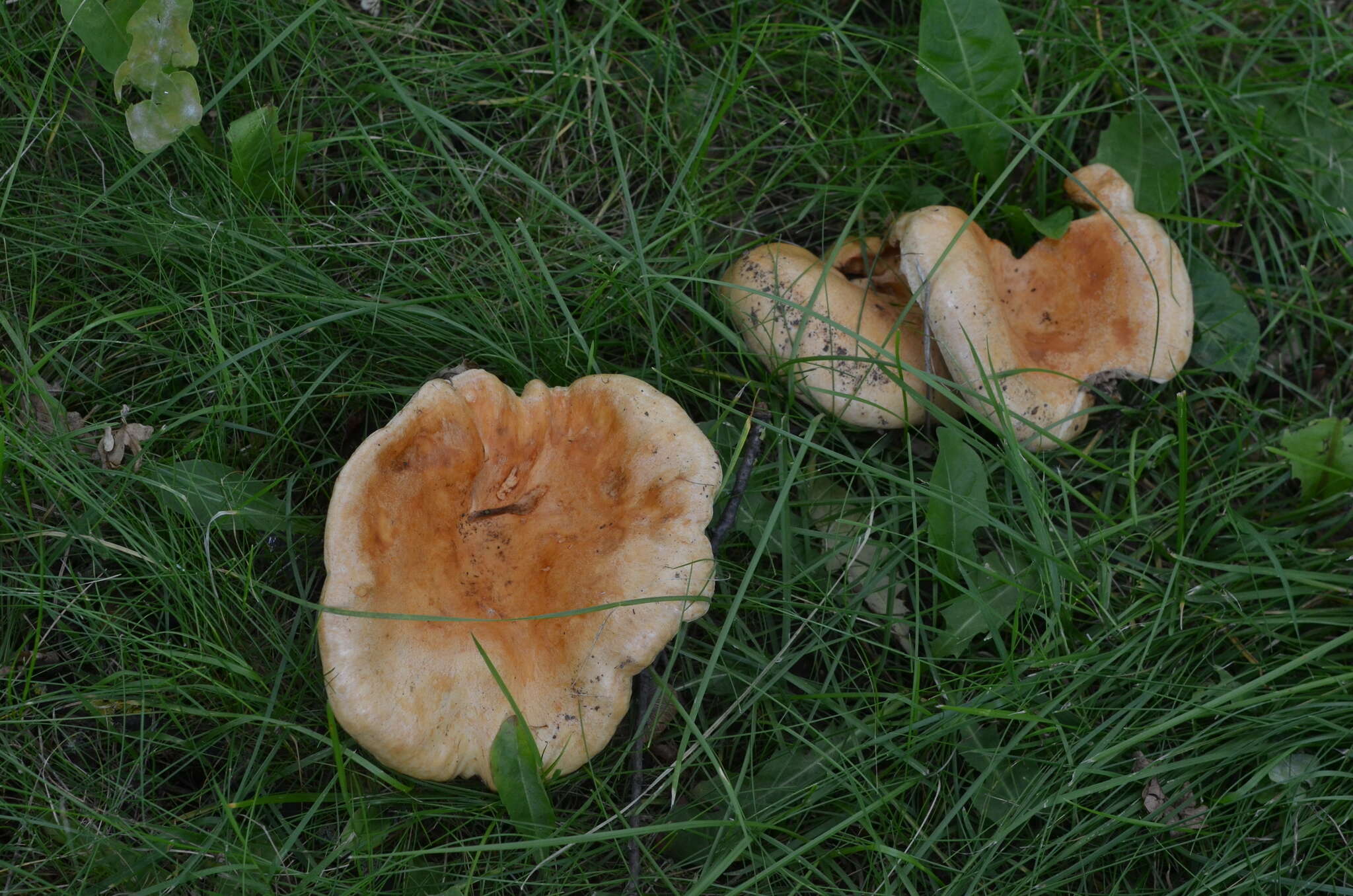 صورة Lactarius acerrimus Britzelm. 1893