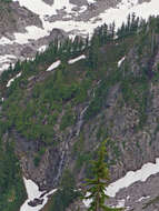 Image of Mountain Hemlock