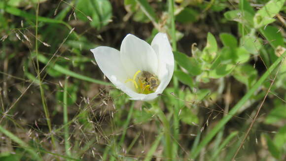 Imagem de Zephyranthes mesochloa Herb. ex Lindl.