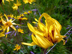 Image of mountain arnica