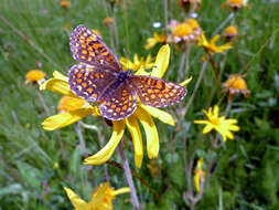 Image of mountain arnica