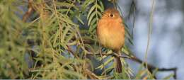 Image of Buff-breasted Flycatcher