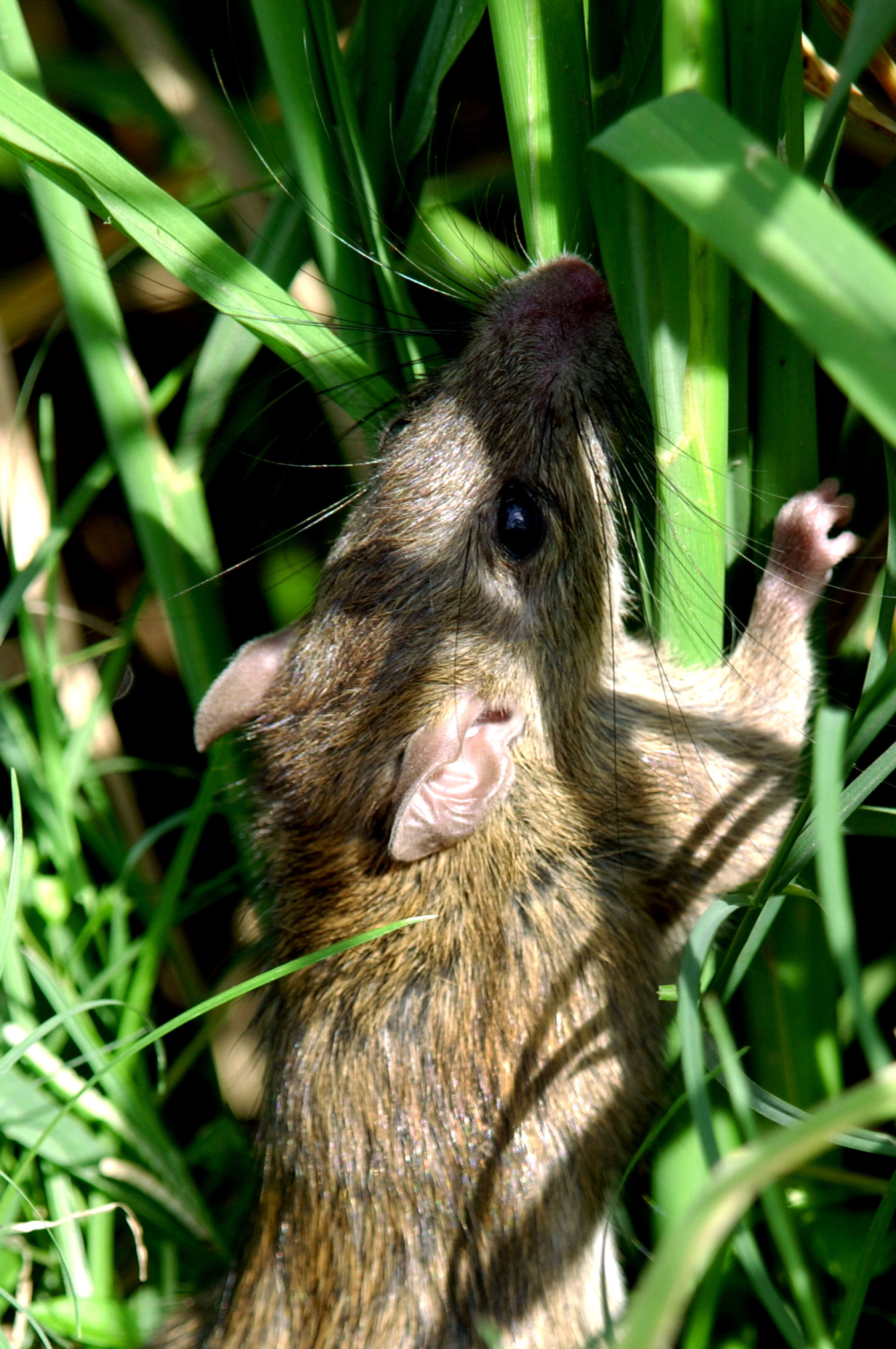 Image of Greater Ricefield Rat