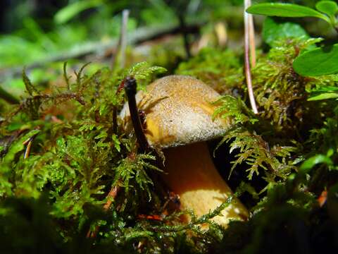 Imagem de Suillus variegatus (Sw.) Richon & Roze 1888