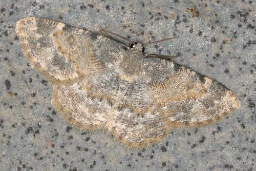 صورة Charissa variegata Duponchel 1830