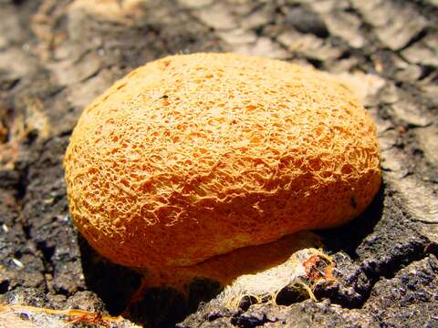 Image of Dog vomit slime mold