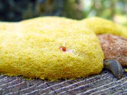 Image of Dog vomit slime mold