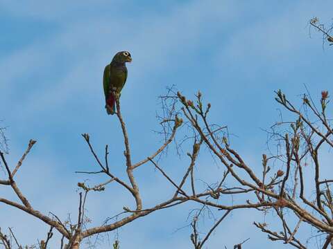 Pionus maximiliani (Kuhl 1820)的圖片