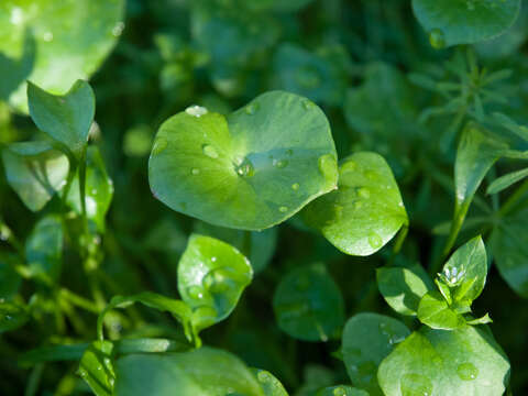 Image of Indian lettuce