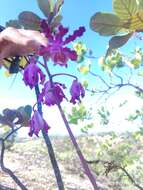 Plancia ëd Myrmecophila grandiflora (Lindl.) Carnevali, J. L. Tapia & I. Ramírez