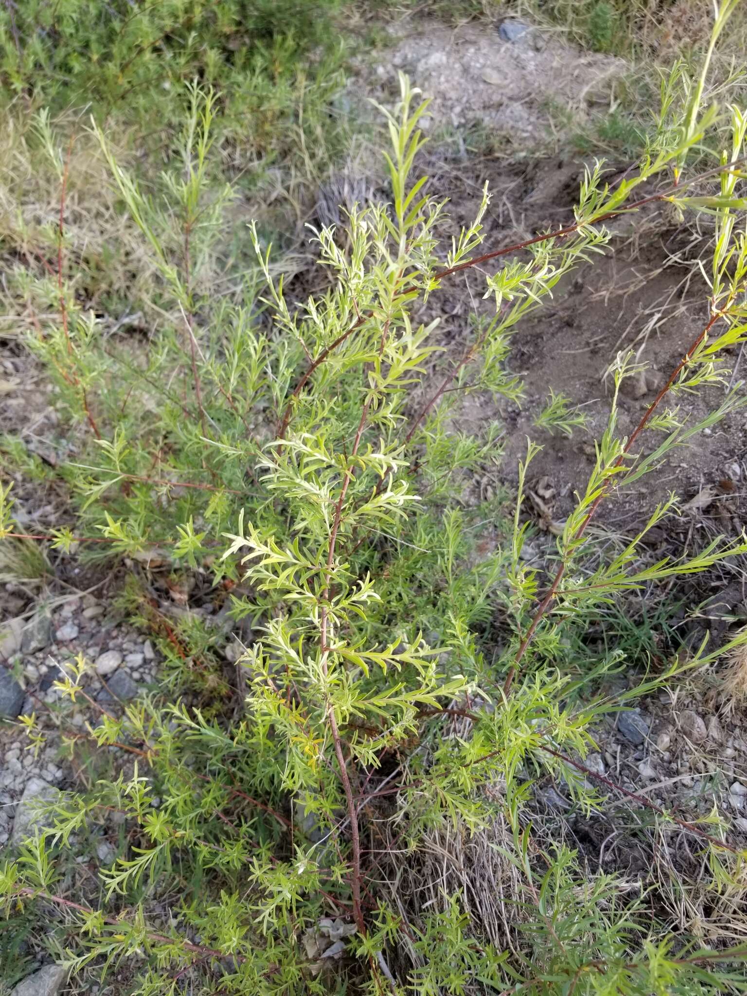 Слика од Salix taxifolia Kunth