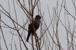 Image of Glossy-black Thrush