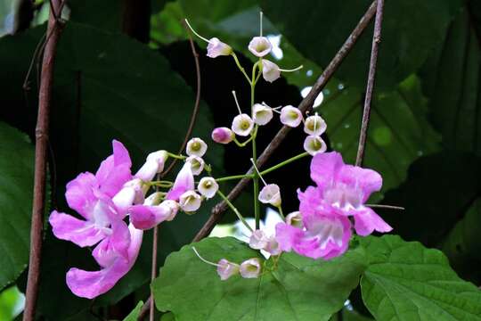 Image of Tanaecium selloi (Spreng.) L. G. Lohmann