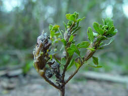 Image of Chaparral Broom