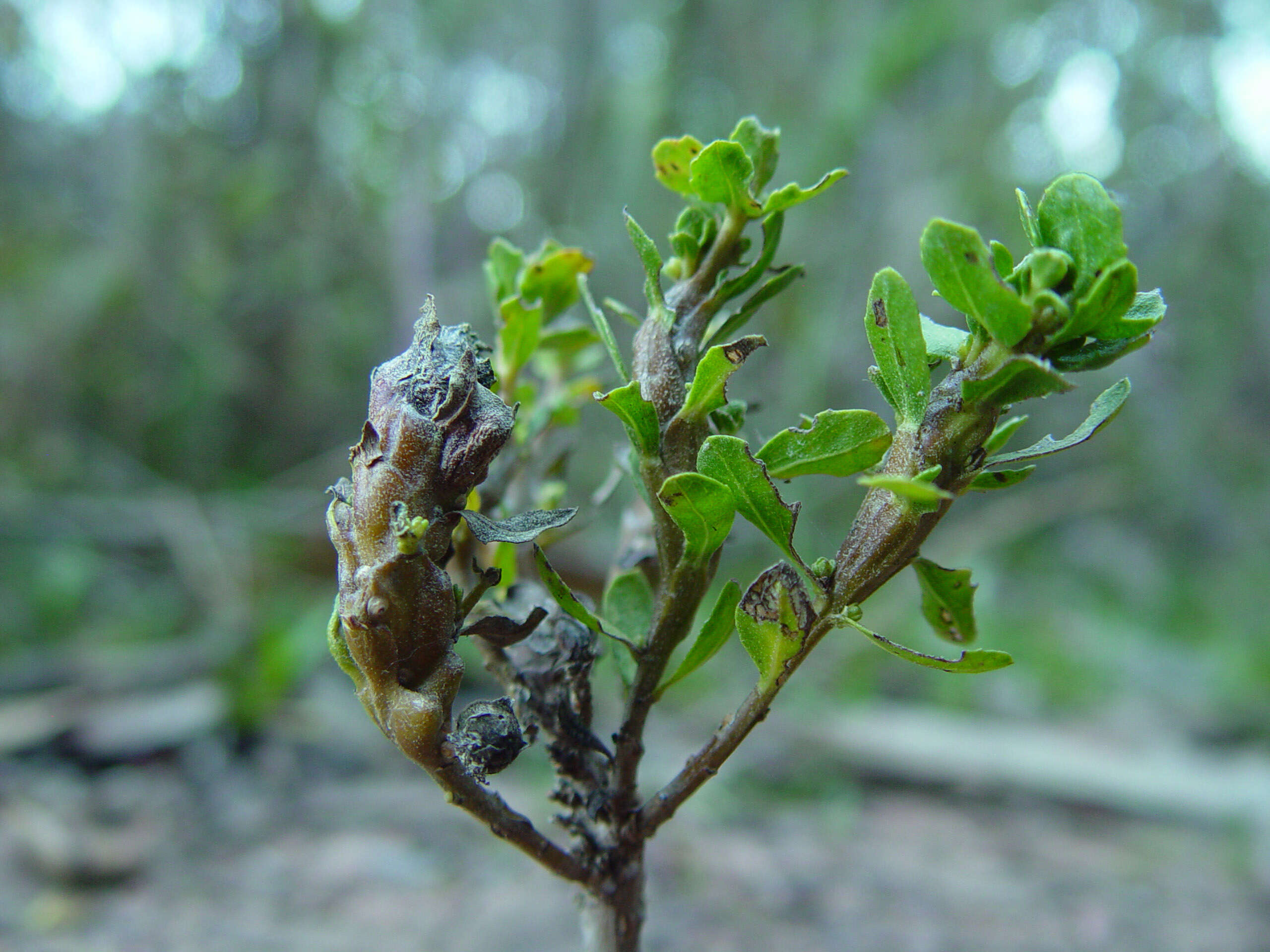 Image of Chaparral Broom