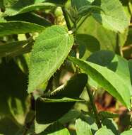 Image of Mexican croton