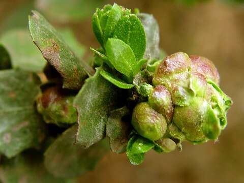 Image of Chaparral Broom