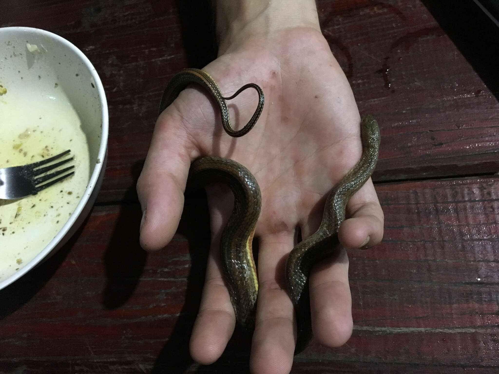 Image of Rainbow Mud Snake