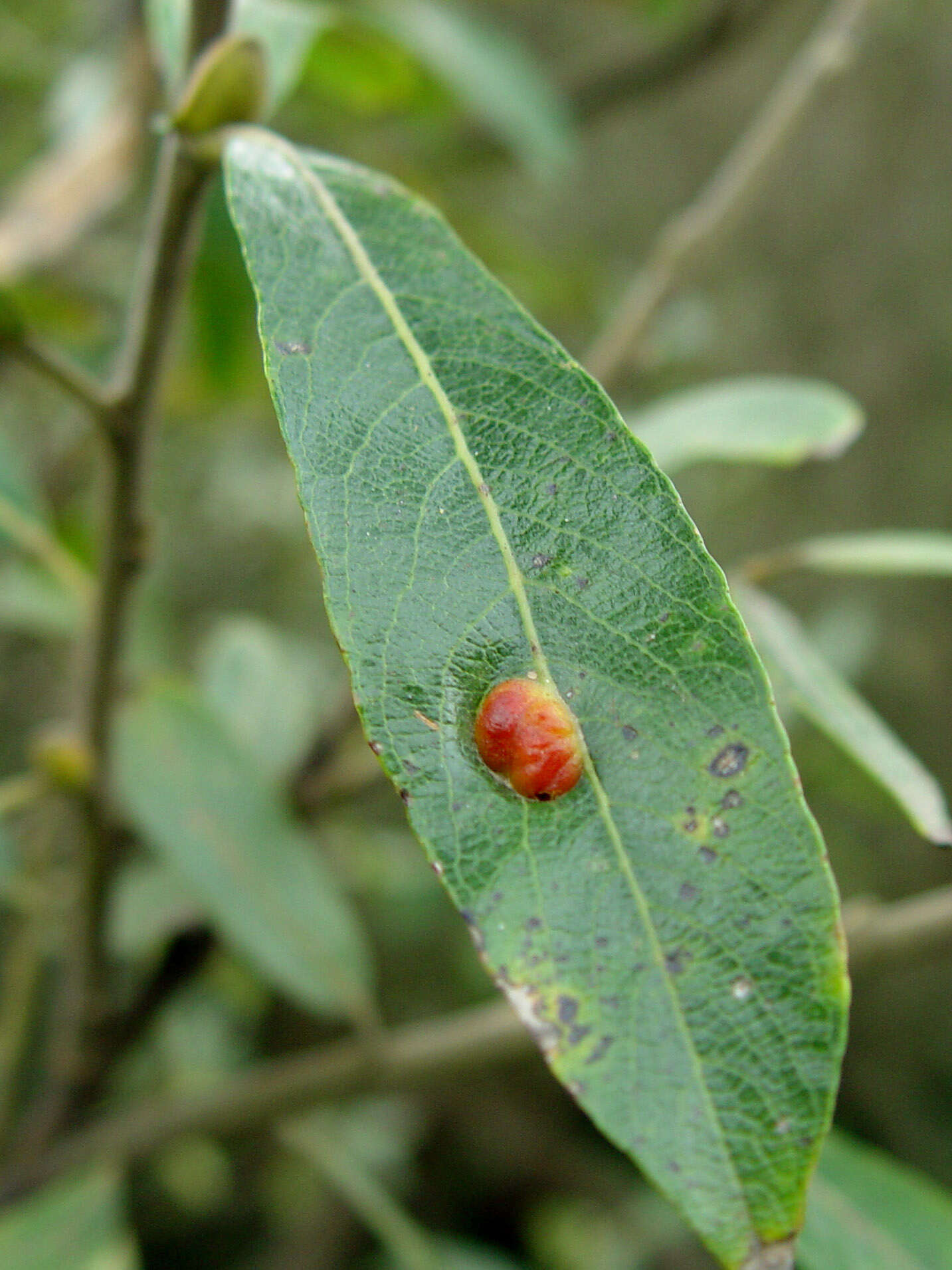 Salix lasiolepis Benth. resmi