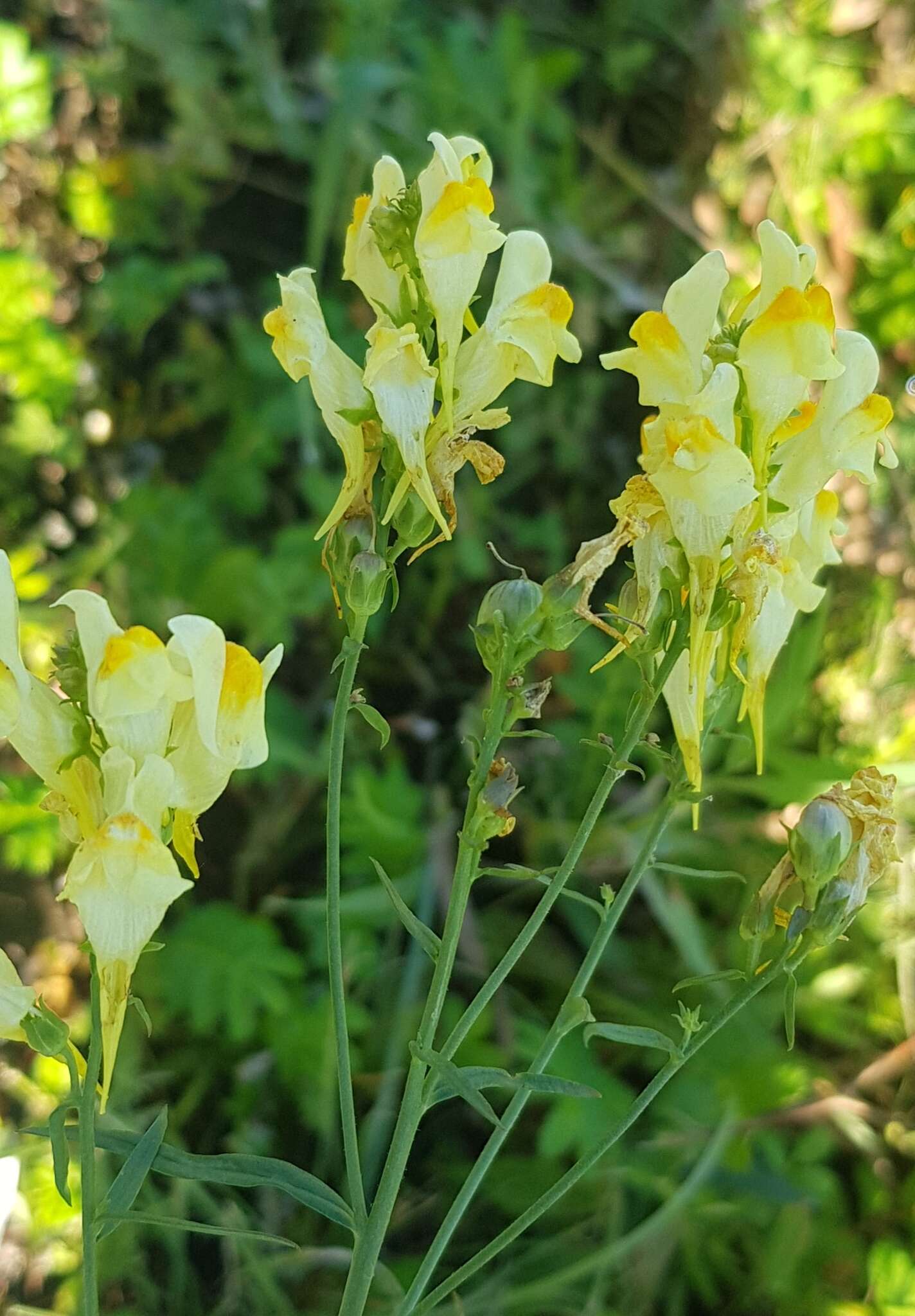 Plancia ëd Linaria buriatica Turcz.