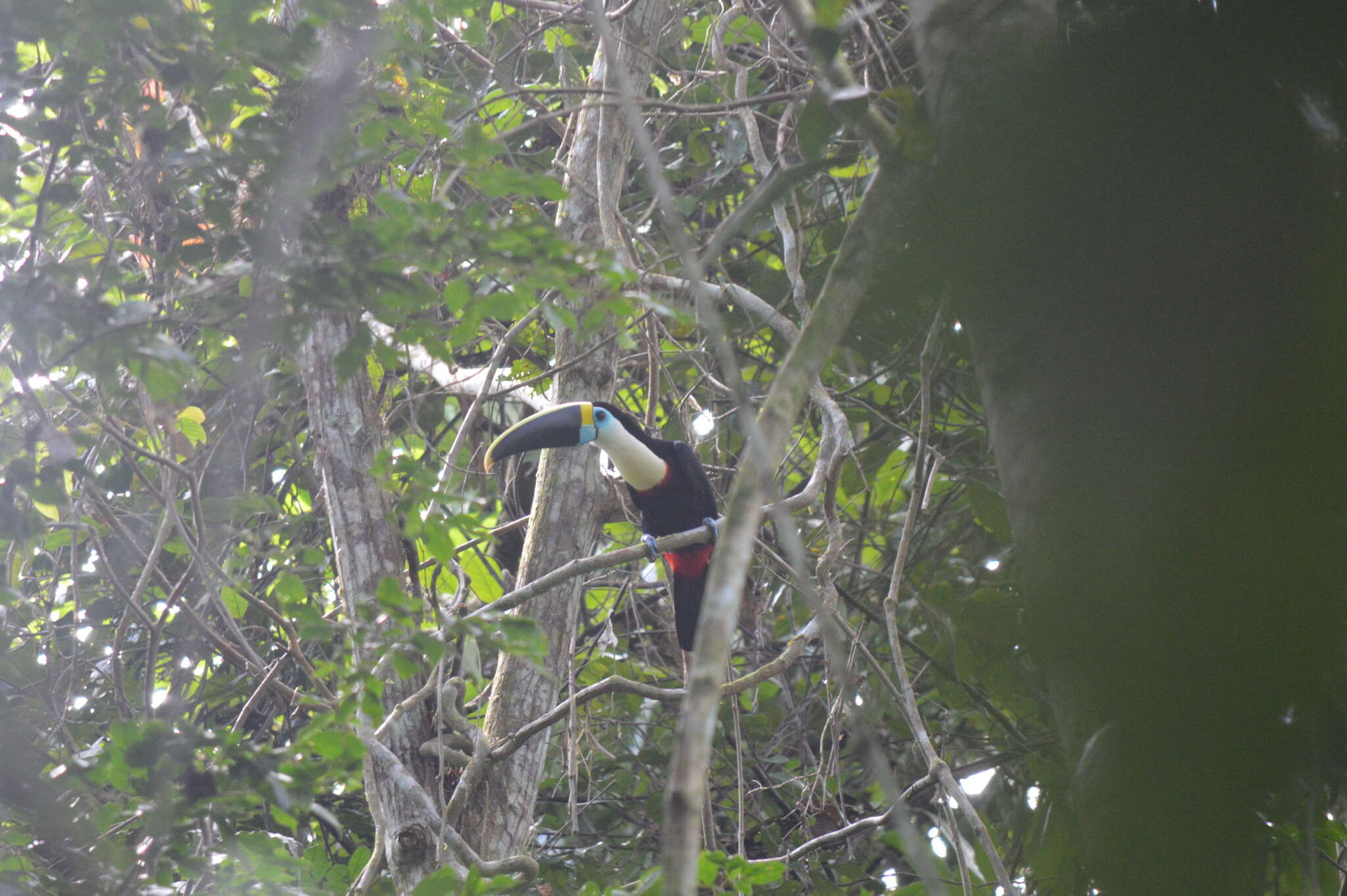 Image of Red-billed Toucan