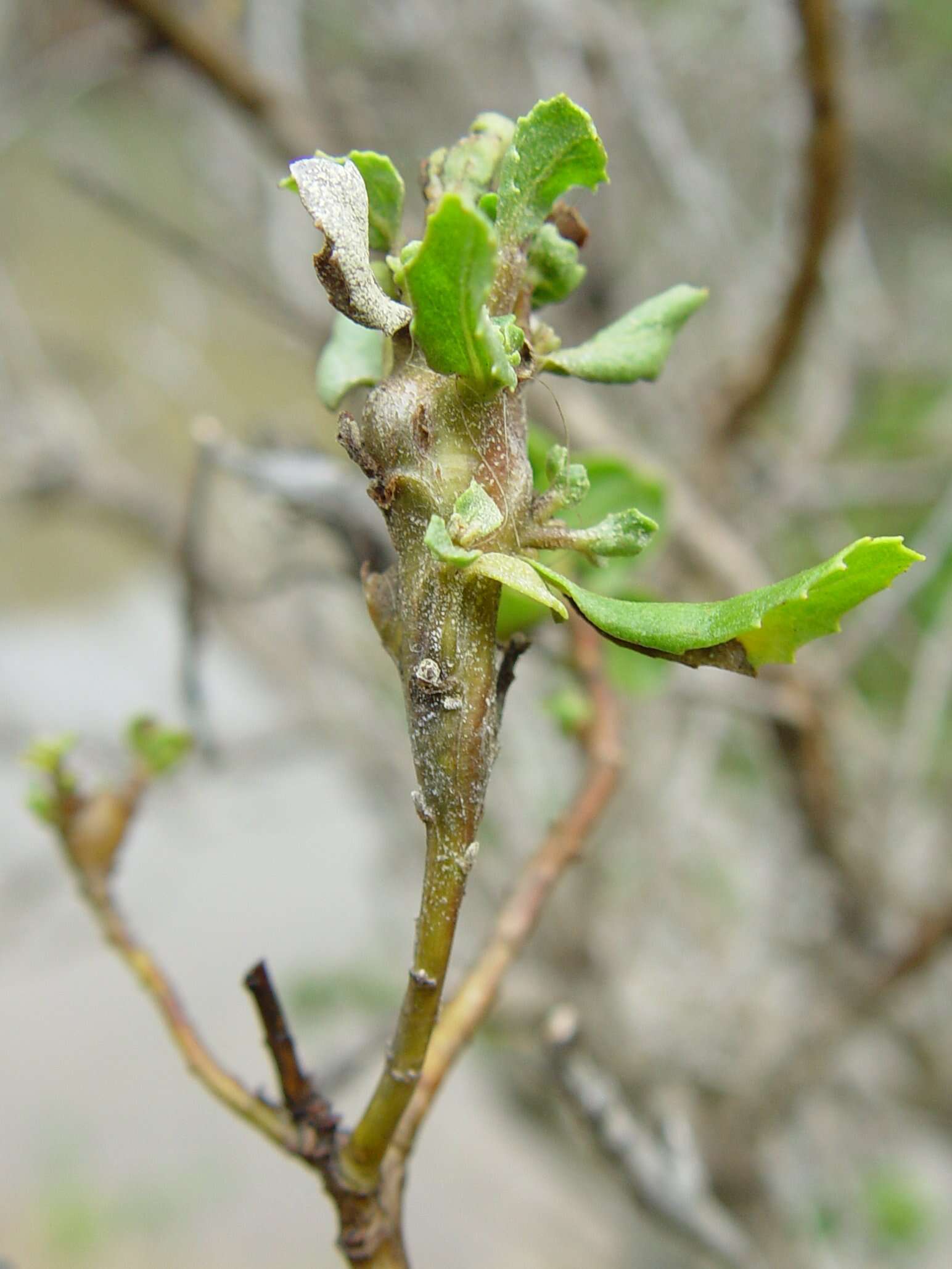 Image of Chaparral Broom