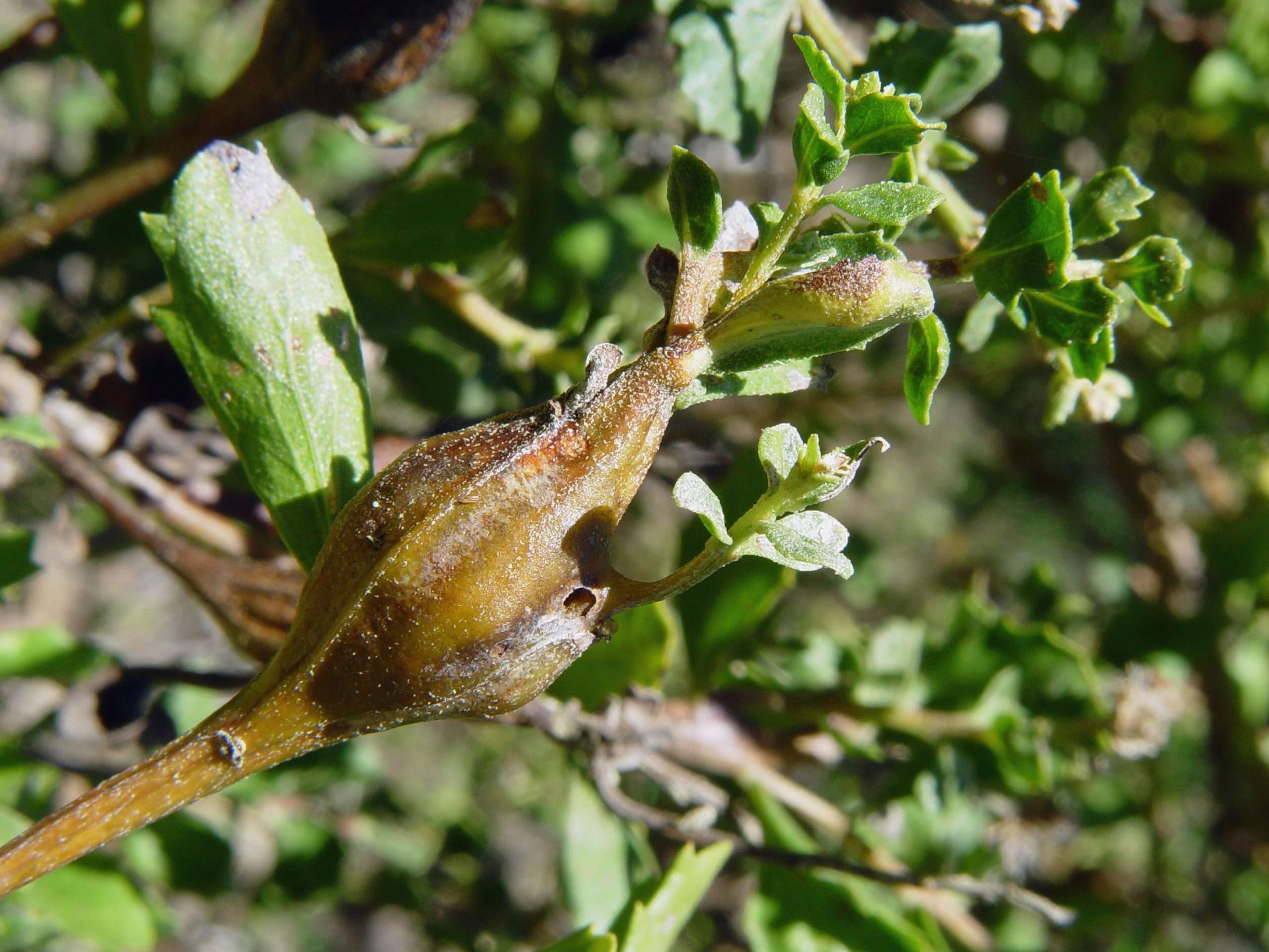 Image of Chaparral Broom