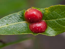 Salix lasiolepis Benth. resmi