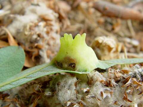 Salix lasiolepis Benth. resmi