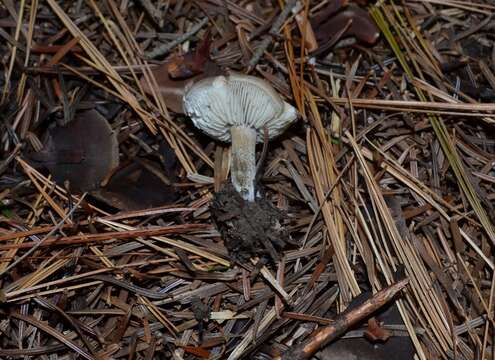 Melanoleuca brevipes (Bull.) Pat. 1900 resmi