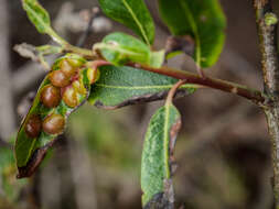 Salix lasiolepis Benth. resmi