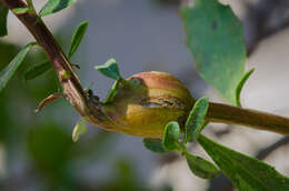 Image of Chaparral Broom