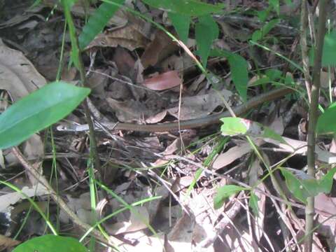 Image of Collared Whip Snake