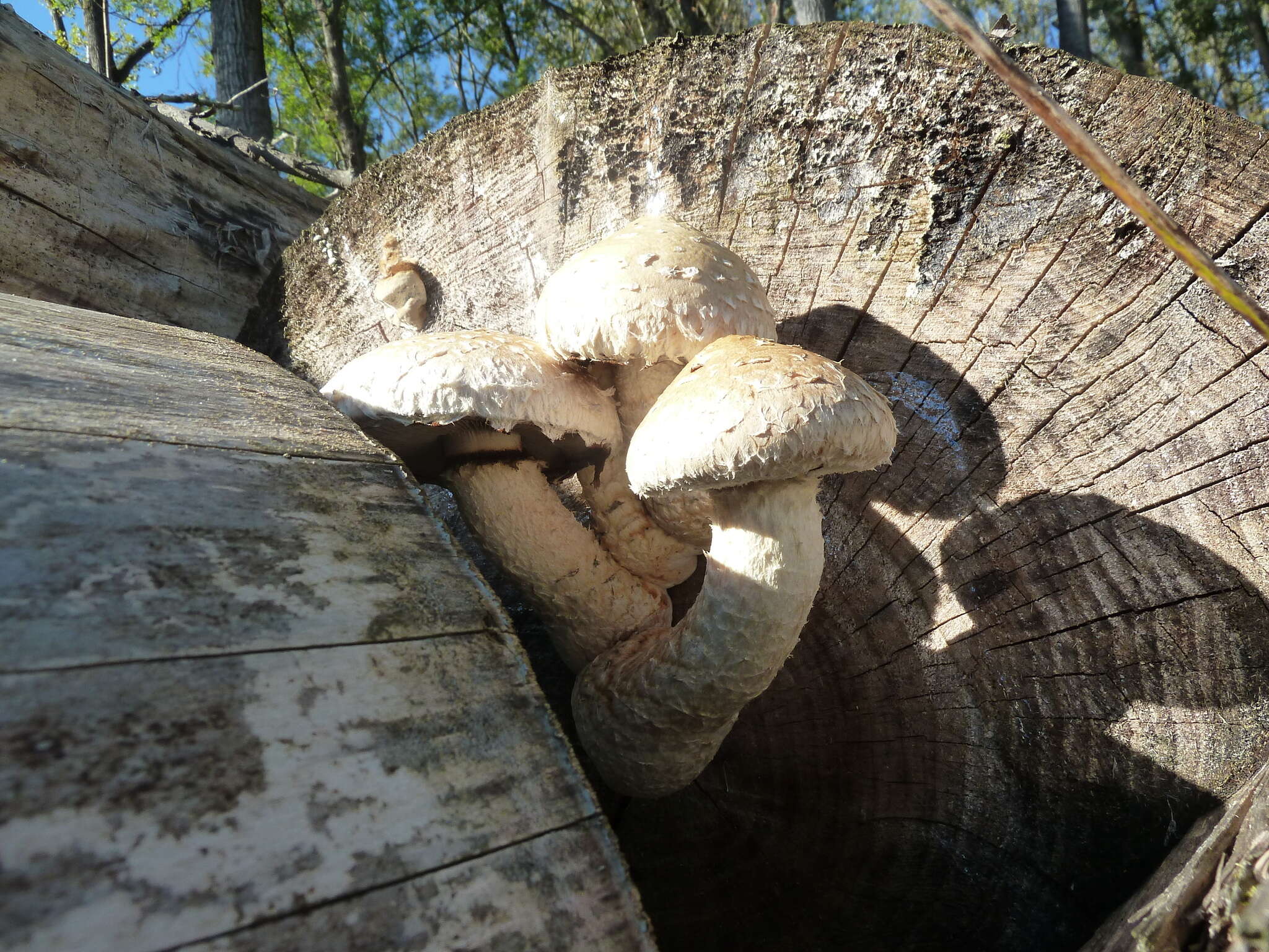 Слика од Hemipholiota