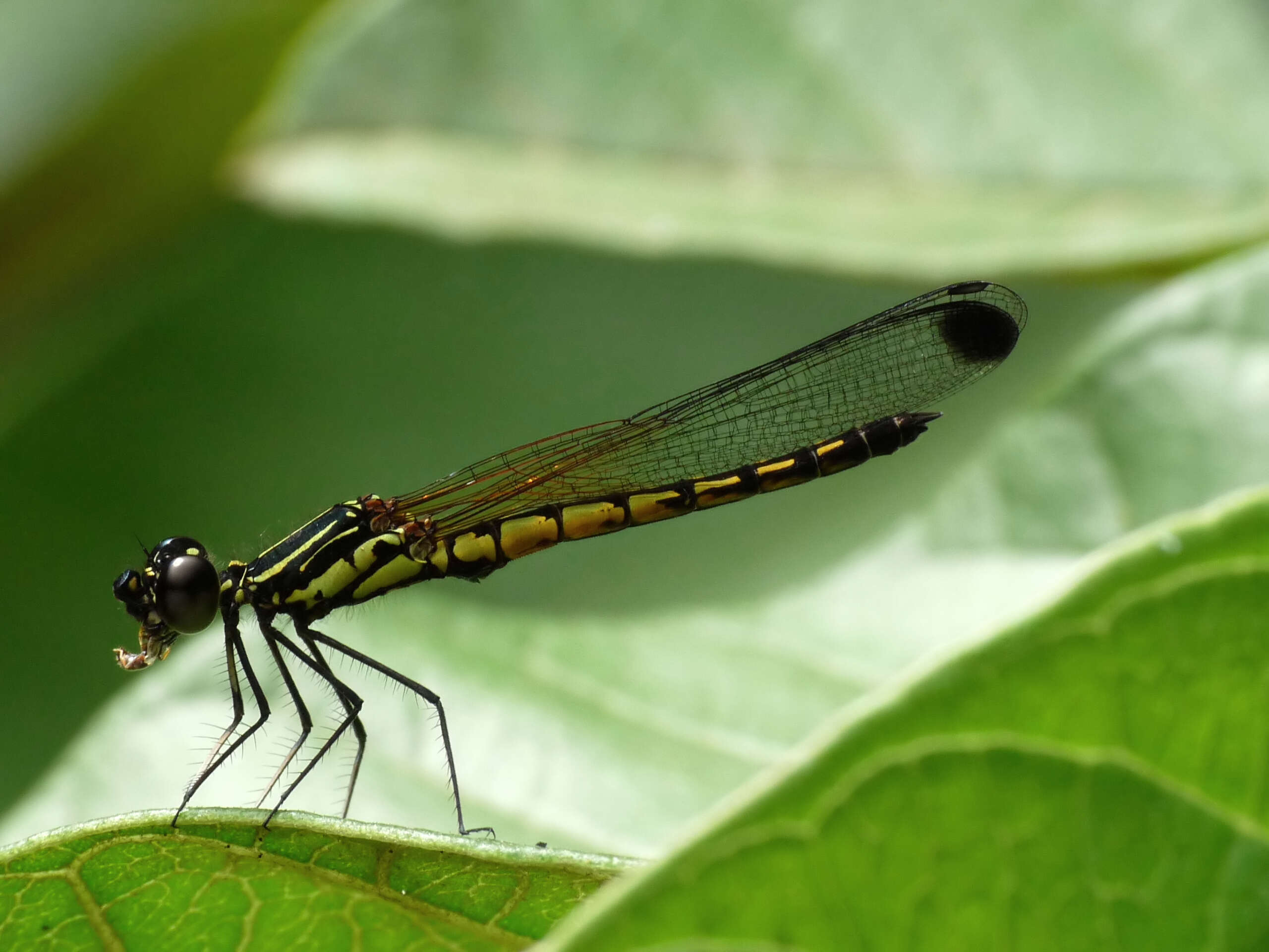 Image of Libellago indica (Fraser 1928)