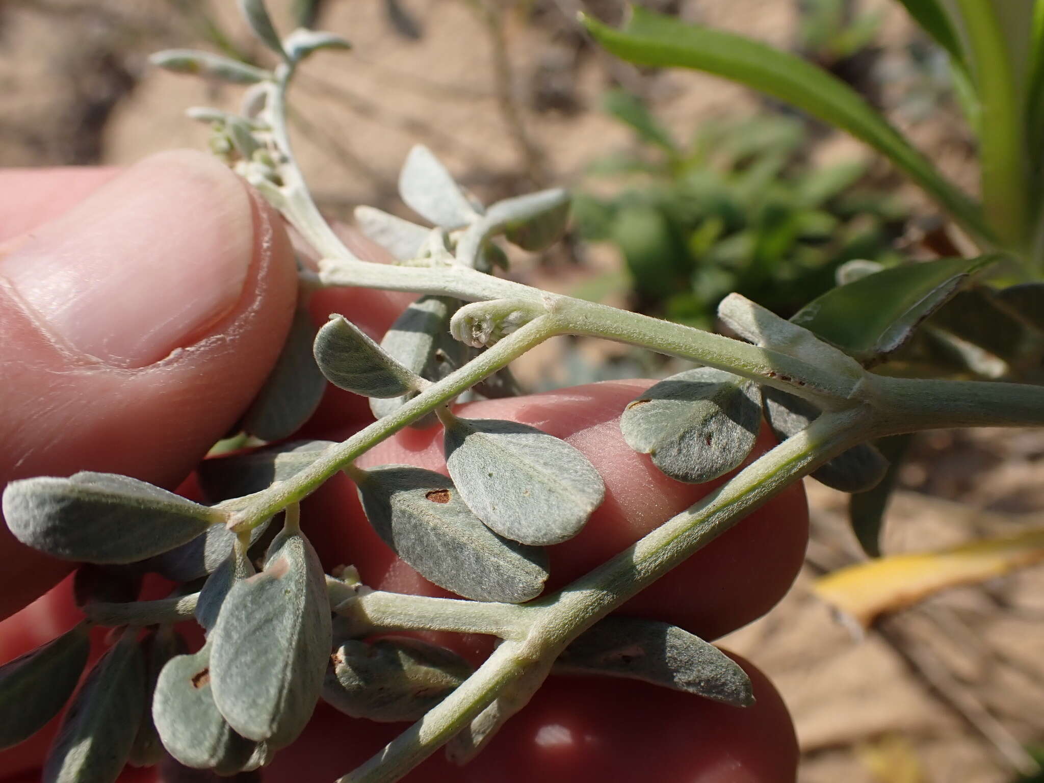 Tephrosia purpurea subsp. canescens (E. Mey.) Brummitt的圖片