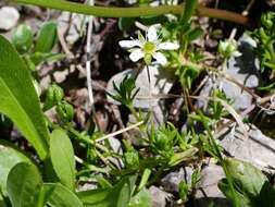 Plancia ëd Moehringia ciliata (Scop.) Dalla Torre