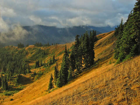 Image of subalpine fir