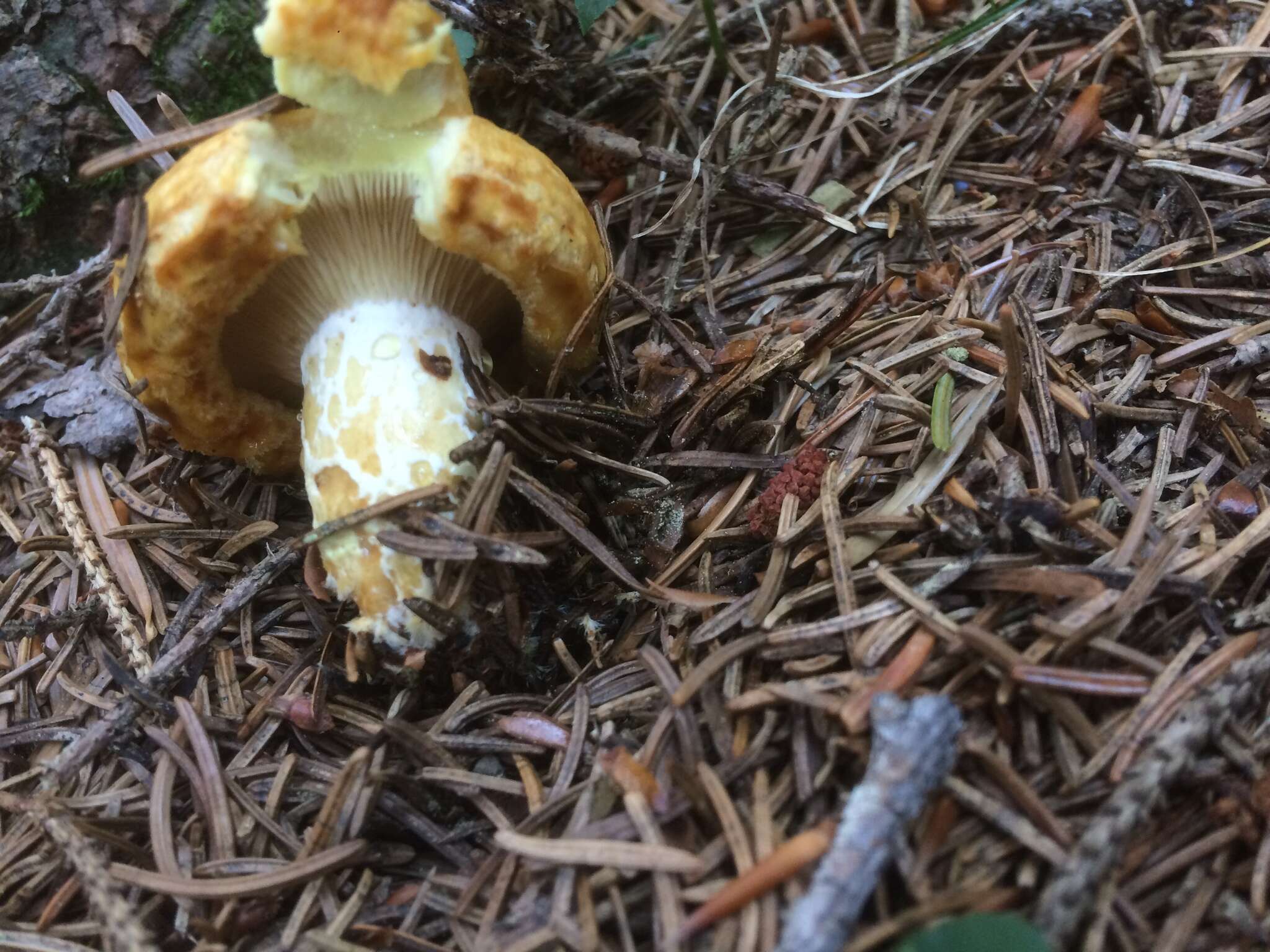 Image of Lactarius scrobiculatus (Scop.) Fr. 1838