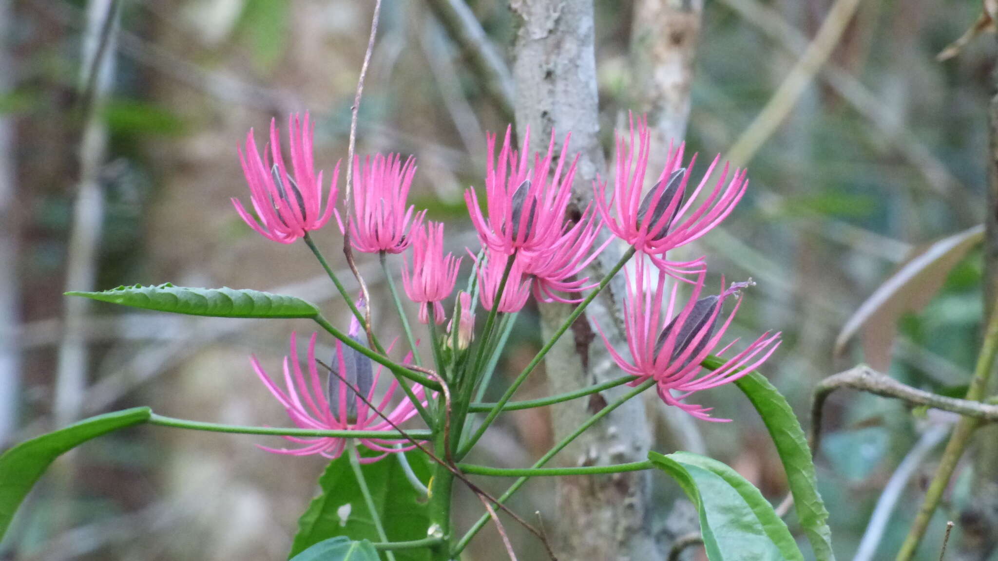 Image of Pavonia multiflora A. St.-Hil.