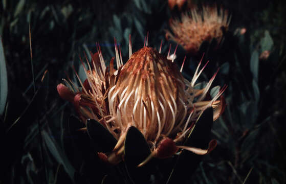 Image of Protea nubigena J. P. Rourke